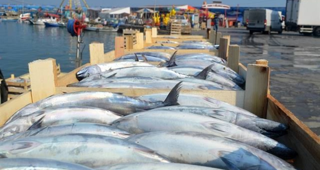Marmara Denizi'nde palamut bereketi tezgahlara yansıdı: Adet fiyatı 100-150 lira