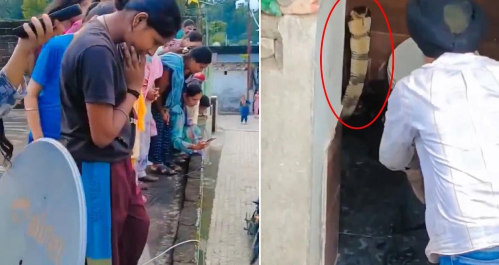 Hindistan'da Bir Evin Klozetinden Çıkan Zehirli Kobra Paniğe Neden Oldu
