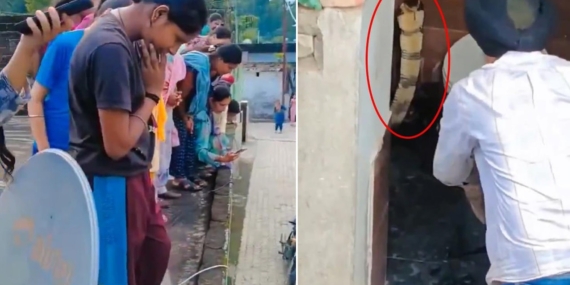 Hindistan’da Bir Evin Klozetinden Çıkan Zehirli Kobra Paniğe Neden Oldu