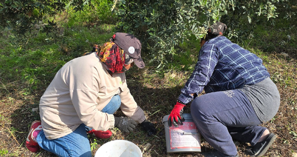 Hatay Samandağ'da Halhalı Zeytini Hasadı Başlarken Bahçe Fiyatı 150 Liraya Ulaştı