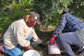 Hatay Samandağ'da Halhalı Zeytini Hasadı Başlarken Bahçe Fiyatı 150 Liraya Ulaştı