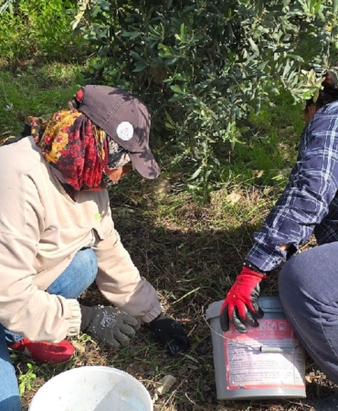 Hatay Samandağ'da Halhalı Zeytini Hasadı Başlarken Bahçe Fiyatı 150 Liraya Ulaştı