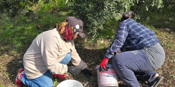 Hatay Samandağ’da Halhalı Zeytini Hasadı Başlarken Bahçe Fiyatı 150 Liraya Ulaştı